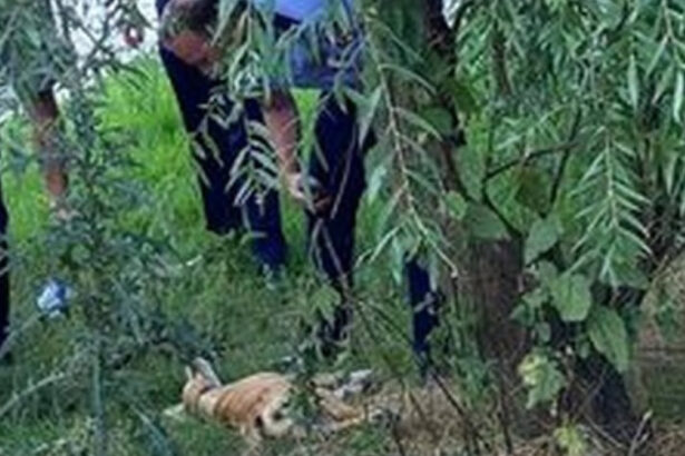 un barbat din prahova a fost retinut sub acuzatia ca a ucis un caine ancheta politiei deschisa la insistentele societatii civile 6a4fcc520a695