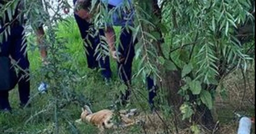 un barbat din prahova a fost retinut sub acuzatia ca a ucis un caine ancheta politiei deschisa la insistentele societatii civile 6a4fcc520a695