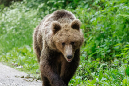 un urs a ajuns intr o localitate aflata la cativa kilometri de bucuresti localnicii au fost alertati ce spune prefectura ilfov 6a4e4616aa0cf