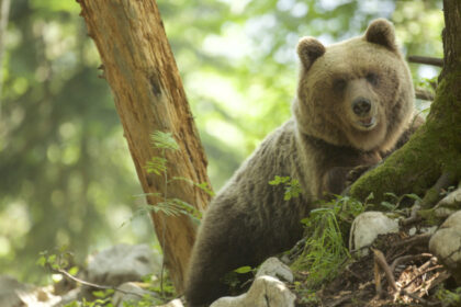 ursoaica impuscata in brasov dupa ce fusese alungata de mai multe ori din zona unui hotel din poiana 6a5f77a29f4ea