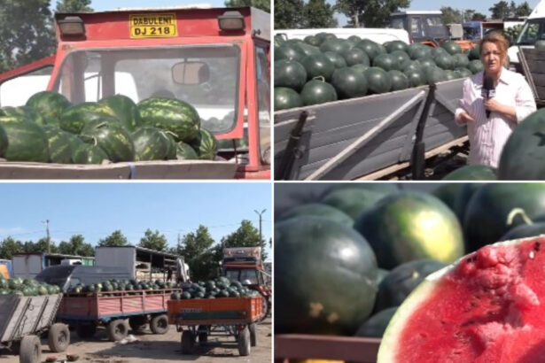 video dezamagire printre cultivatorii de pepeni din dabuleni dupa ce pretul a scazut la jumatate fata de 2025 cat costa acum kilogramul 6a4c7d0eac87e