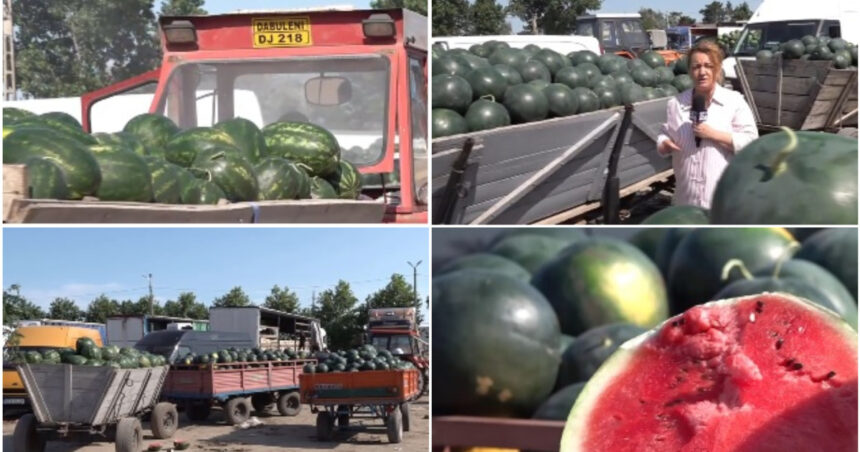 video dezamagire printre cultivatorii de pepeni din dabuleni dupa ce pretul a scazut la jumatate fata de 2025 cat costa acum kilogramul 6a4c7d0eac87e