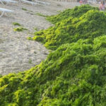 video invazia de alge in mamaia infurie turistii marea a devenit o salata autoritatile intervin in fiecare seara e un fenomen natural 6a450f1c225d8