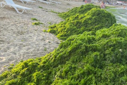 video invazia de alge in mamaia infurie turistii marea a devenit o salata autoritatile intervin in fiecare seara e un fenomen natural 6a450f1c225d8