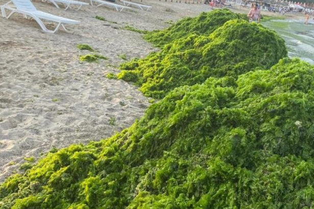 video invazia de alge in mamaia infurie turistii marea a devenit o salata autoritatile intervin in fiecare seara e un fenomen natural 6a450f1c225d8
