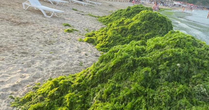 video invazia de alge in mamaia infurie turistii marea a devenit o salata autoritatile intervin in fiecare seara e un fenomen natural 6a450f1c225d8