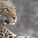 video momentul in care un leopard a intrat intr un magazin de bauturi alcoolice din india 6a5fe1192c1c4