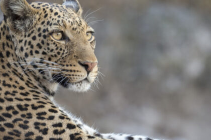 video momentul in care un leopard a intrat intr un magazin de bauturi alcoolice din india 6a5fe1192c1c4