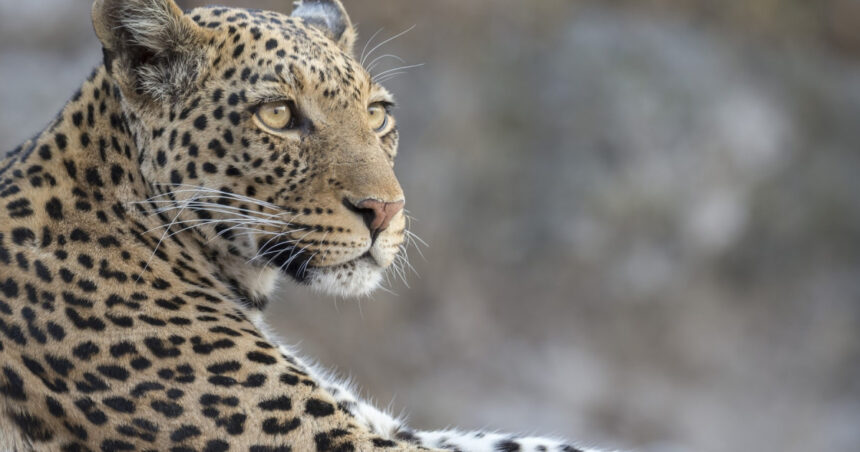 video momentul in care un leopard a intrat intr un magazin de bauturi alcoolice din india 6a5fe1192c1c4