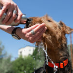 video testez cu mana asfaltul animalele de companie extrem de vulnerabile la canicula care sunt semnele insolatiei la caini 6a44a21a11bc3
