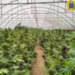 videofoto captura record de canabis in neamt peste 2 600 de plante si un laborator clandestin descoperite de anchetatori 6a47a78b4a7ad