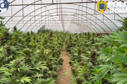 videofoto captura record de canabis in neamt peste 2 600 de plante si un laborator clandestin descoperite de anchetatori 6a47a78b4a7ad