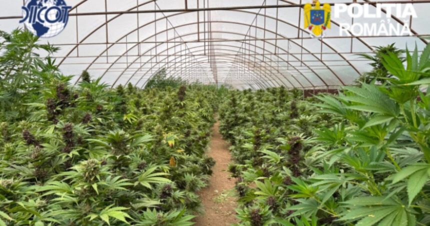 videofoto captura record de canabis in neamt peste 2 600 de plante si un laborator clandestin descoperite de anchetatori 6a47a78b4a7ad