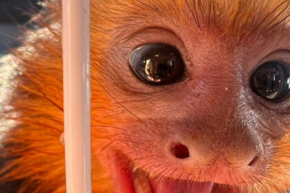 videofoto descoperire surpriza la vama moravita patru maimute au fost gasite in portbagajul unei masini animalele nu aveau documente legale 6a5b43ddc25a6