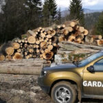 buzoianu garda forestiera a descoperit una dintre cele mai mari zone de taieri ilegale de arbori din ultimii ani 6a7ace274e25c