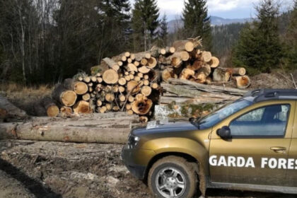 buzoianu garda forestiera a descoperit una dintre cele mai mari zone de taieri ilegale de arbori din ultimii ani 6a7ace274e25c