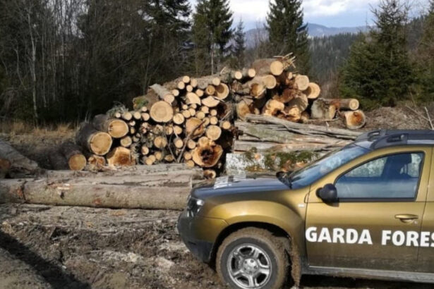 buzoianu garda forestiera a descoperit una dintre cele mai mari zone de taieri ilegale de arbori din ultimii ani 6a7ace274e25c
