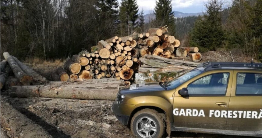 buzoianu garda forestiera a descoperit una dintre cele mai mari zone de taieri ilegale de arbori din ultimii ani 6a7ace274e25c