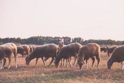 focar de variola ovina intr o ferma din iasi 6a70b88d8e941