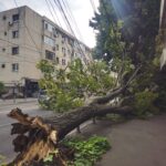 foto video la un pas de tragedie un copac a cazut din senin ce spun oamenii care treceau pe i g duca 6a8e9a9f00a49