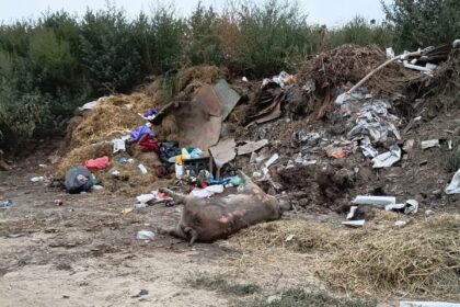 galerie foto primaria aliman a ingropat ilegal mai multe cadavre de porci pe camp 6a86feef524d7