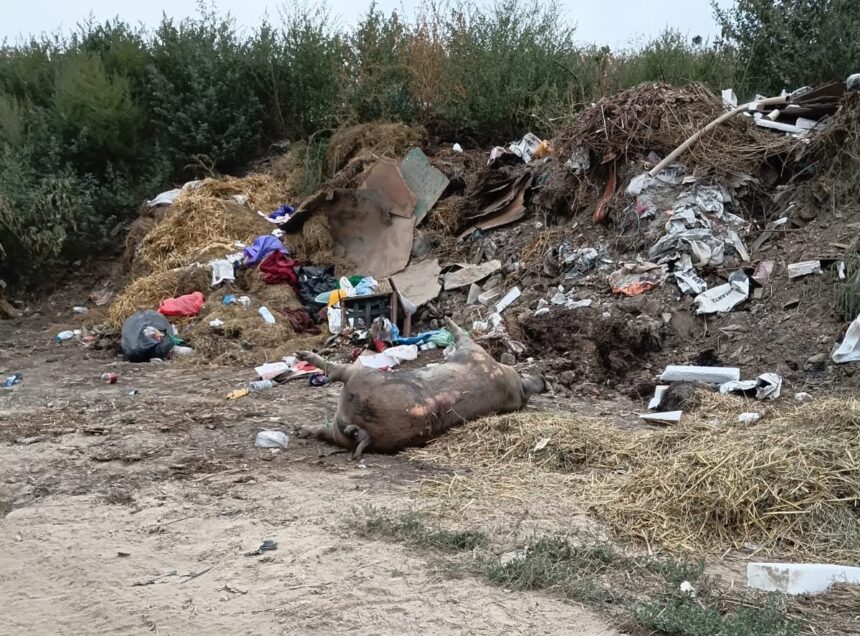 galerie foto primaria aliman a ingropat ilegal mai multe cadavre de porci pe camp 6a86feef524d7
