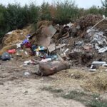 galerie foto primaria alimanu a ingropat ilegal mai multe cadavre de porci pe camp 6a86fb6d938b9