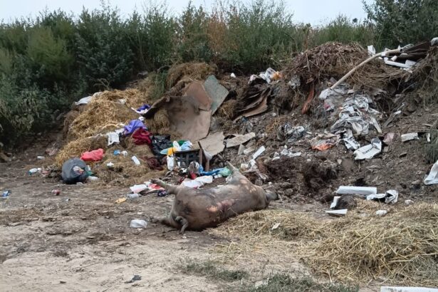 galerie foto primaria alimanu a ingropat ilegal mai multe cadavre de porci pe camp 6a86fb6d938b9