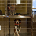o femeie care tinea zeci de caini in conditii ingrozitoare a fost trimisa in judecata pentru uciderea si schingiuirea animalelor 6a86cc62c3945