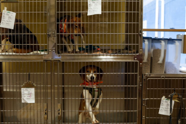 o femeie care tinea zeci de caini in conditii ingrozitoare a fost trimisa in judecata pentru uciderea si schingiuirea animalelor 6a86cc62c3945