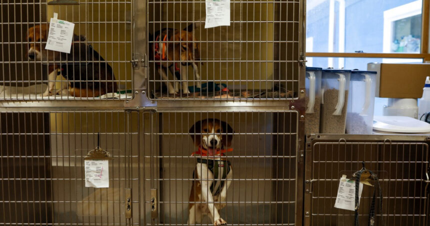 o femeie care tinea zeci de caini in conditii ingrozitoare a fost trimisa in judecata pentru uciderea si schingiuirea animalelor 6a86cc62c3945