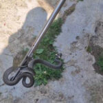 sarpe de un metru gasit in curtea unei familii din arad cum explica biologii aparitia acestor animale in gospodarii 6a71a9d4ef665