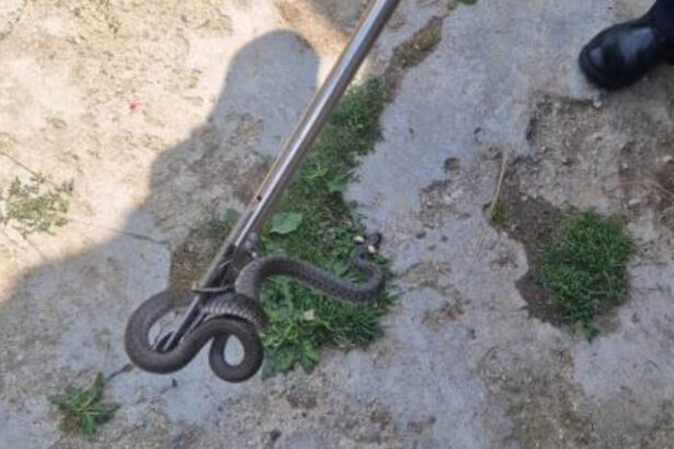 sarpe de un metru gasit in curtea unei familii din arad cum explica biologii aparitia acestor animale in gospodarii 6a71a9d4ef665