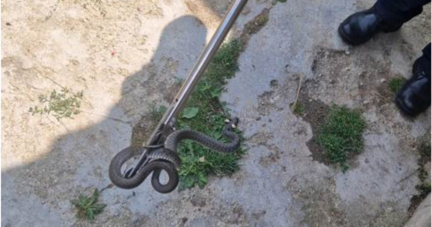 sarpe de un metru gasit in curtea unei familii din arad cum explica biologii aparitia acestor animale in gospodarii 6a71a9d4ef665