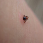 ue evalueaza un vaccin pfizer impotriva bolii lyme infectie transmisa prin muscatura de capusa 6a8135933b237