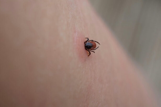 ue evalueaza un vaccin pfizer impotriva bolii lyme infectie transmisa prin muscatura de capusa 6a8135933b237