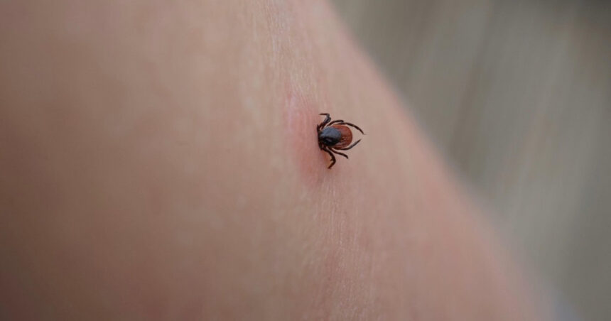 ue evalueaza un vaccin pfizer impotriva bolii lyme infectie transmisa prin muscatura de capusa 6a8135933b237
