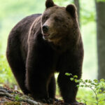 un urs a fost impuscat in poiana brasov dupa ce a incercat in repetate randuri sa intre in anexele unui hotel 6a7dcda474290
