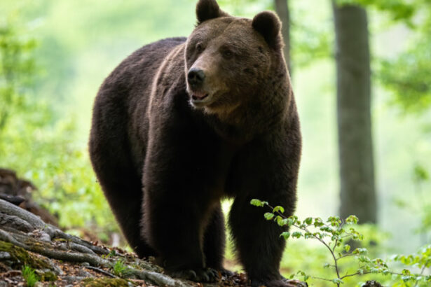 un urs a fost impuscat in poiana brasov dupa ce a incercat in repetate randuri sa intre in anexele unui hotel 6a7dcda474290