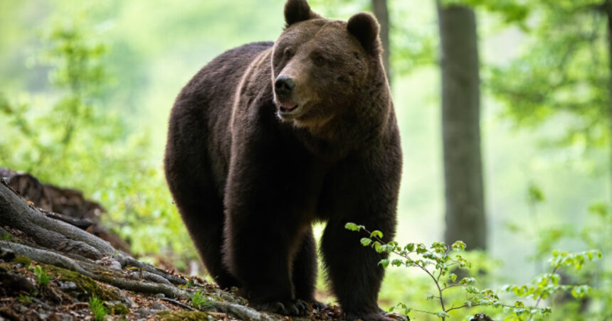 un urs a fost impuscat in poiana brasov dupa ce a incercat in repetate randuri sa intre in anexele unui hotel 6a7dcda474290