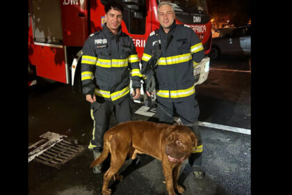video choco va multumeste misiune neobisnuita pentru pompieri cum au salvat un catelus de 65 de kilograme 6a91b048cb77c