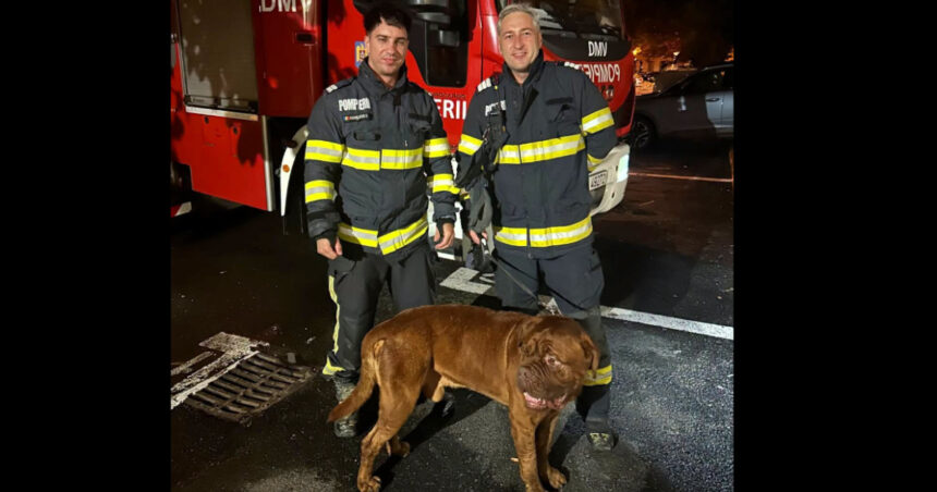 video choco va multumeste misiune neobisnuita pentru pompieri cum au salvat un catelus de 65 de kilograme 6a91b048cb77c