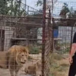 video descinderi la o gradina zoologica ilegala din dambovita lei ursi si tigri erau tinuti intr o curte 6a859702dd262