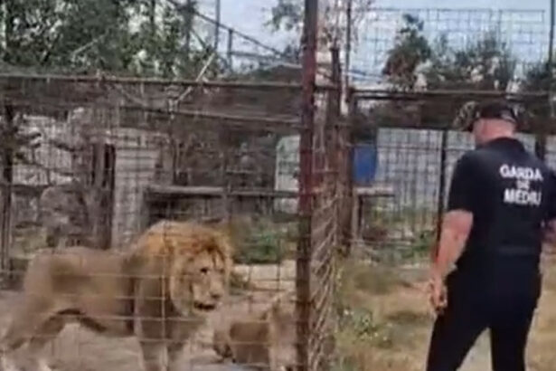 video descinderi la o gradina zoologica ilegala din dambovita lei ursi si tigri erau tinuti intr o curte 6a859702dd262