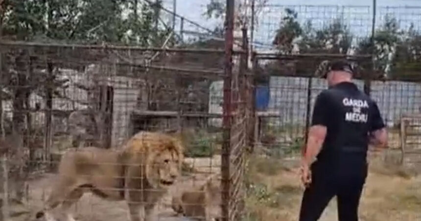 video descinderi la o gradina zoologica ilegala din dambovita lei ursi si tigri erau tinuti intr o curte 6a859702dd262
