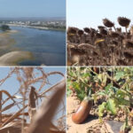 video dezastru agricol in sudul romaniei seceta si dunarea secata lasa fermierii fara recolta si fara bani nu se mai poate face nimic 6a869b2acdb78