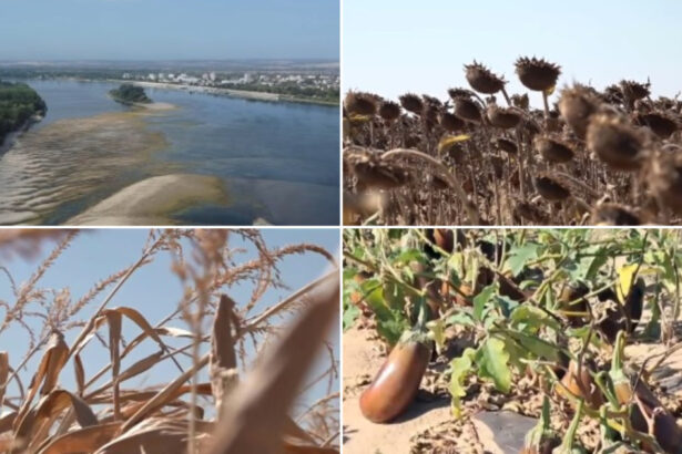 video dezastru agricol in sudul romaniei seceta si dunarea secata lasa fermierii fara recolta si fara bani nu se mai poate face nimic 6a869b2acdb78