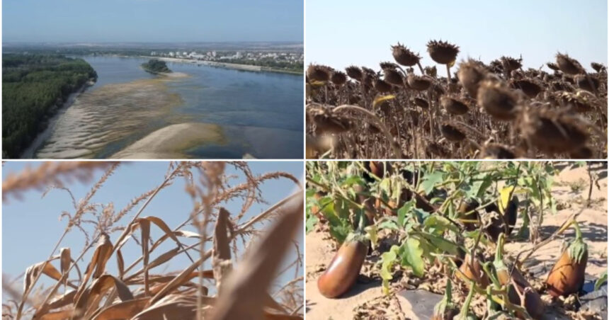 video dezastru agricol in sudul romaniei seceta si dunarea secata lasa fermierii fara recolta si fara bani nu se mai poate face nimic 6a869b2acdb78