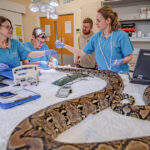 video premiera medicala pitonul jodie foster primul sarpe din lume tratat prin electrochimioterapie impotriva cancerului 6a886b3aa83d5