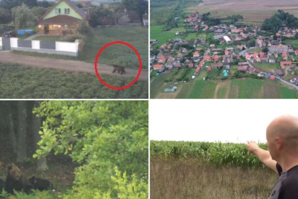 video ziua si ro alert ul in harghita din cauza ursilor oamenii au ajuns la capatul rabdarii ca primar n ar trebui sa alerg dupa urs 6a926e1f2fbd1